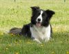 Border Collie Foto: Border Hündin Jinda...unsere süße (ID 38315) Border Collie Hund