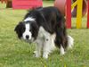 Border Collie Foto: Jack...in Stellung ;-) (ID 38332) Border Collie Hund