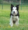 Border Collie Foto: Border Hündin Kira / White face (ID 38313) Border Collie Hund