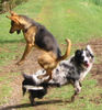 Border Collie Foto: am liebsten den ganzen tag... (ID 33432) Border Collie Hund
