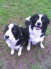 Border Collie Foto: Gioca & Filou (ID 31974) Border Collie Hund