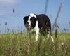 Border Collie Foto: Jasper aus St. Peter-Ording (ID 14755) Border Collie Hund