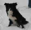 Border Collie Foto: Schau mir in die Augen kleines (ID 29513) Border Collie Hund