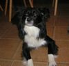 Border Collie Foto: Was is? (ID 29514) Border Collie Hund