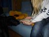 Border Collie Foto: Bist du Freund oder Feind? (ID 15190) Border Collie Hund