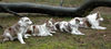 Border Collie Foto: Fran, Dyna, Dua und Baik (ID 29958) Border Collie Hund