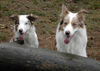 Border Collie Foto: Dua und Baik (ID 29959) Border Collie Hund