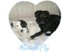 Border Collie Foto: Border-Collie Mischlinge Ricco und Fly (ID 21112) Border Collie Hund