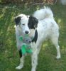 Border Collie Foto: Ricco 7 monate (ID 10059) Border Collie Hund