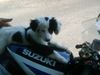 Border Collie Foto: Ricco mit 12 Wochen (ID 7249) Border Collie Hund
