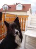 Border Collie Foto: Unser treuer Freund und Begleiter Samy 7 Jahre (ID 6824) Border Collie Hund