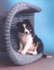 Border Collie Foto: Border Baby (ID 37075) Border Collie Hund