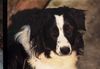 Border Collie Foto: Filou, ca.1Jahr, seit 2 Wo aus Zwingerhaft befreit! (ID 10793) Border Collie Hund