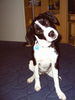 Border Collie Foto: was hast du gesagt? (ID 25289) Border Collie Hund