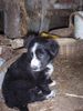 Border Collie Foto: Shila 7 Wochen alt (ID 3418) Border Collie Hund
