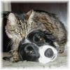 Border Collie Foto: SKy und Kleinkatz (ID 9556) Border Collie Hund