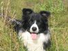 Border Collie Foto: Spookie (ID 27269) Border Collie Hund