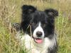 Border Collie Foto: Spookie (ID 27270) Border Collie Hund