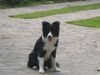 Border Collie Foto: Tomsohn Spookie (ID 22988) Border Collie Hund