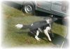 Border Collie Foto: Macht das Spaß!!! (ID 7912) Border Collie Hund