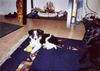 Border Collie Foto: mit meinem grossen Freund (ID 7913) Border Collie Hund