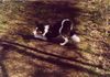 Border Collie Foto: Wo bleibt der Ball? (ID 7896) Border Collie Hund