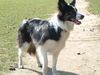 Border Collie Foto: Lana (ID 7885) Border Collie Hund