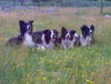 Border Collie Foto: Paco,Whisky,Emily und Liza (ID 25448) Border Collie Hund