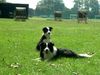 Border Collie Foto: Tom und Cody nach dem Schwimmen (ID 14476) Border Collie Hund