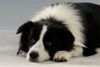 Border Collie Foto: ...können diese Augen lügen? (ID 11012) Border Collie Hund