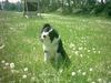 Border Collie Foto: Tom 2Jahre (ID 6484) Border Collie Hund