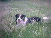 Border Collie Foto: Tom im Sommer beim Relaxen (ID 7060) Border Collie Hund