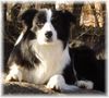 Border Collie Foto: ...ein schöner Wintertag (ID 17821) Border Collie Hund
