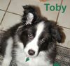 Border Collie Foto: Toby - 12 Wochen alt (ID 6777) Border Collie Hund