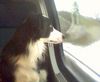 Border Collie Foto: jamie auf reisen (ID 31458) Border Collie Hund