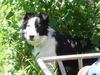 Border Collie Foto: Mein wunderschöner Mike (ID 16764) Border Collie Hund