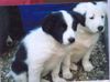 Border Collie Foto: Buddys Welpen2 (ID 3342) Border Collie Hund