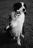 Border Collie Foto: Jasper aus St. Peter-Ording (ID 14756) Border Collie Hund