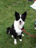 Border Collie Foto: Bitte lächeln (ID 27820) Border Collie Hund