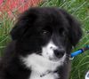 Border Collie Foto: Schau mal (ID 27819) Border Collie Hund