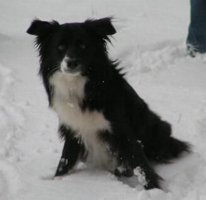 Border Collie Schau mir in die Augen kleines