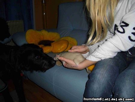 Border Collie Hunde Foto 15190 in höherer Auflösung ansehen Border Collie Bist du Freund oder Feind?