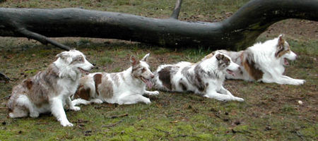 Border Collie Hunde Foto 29958 in höherer Auflösung ansehen Border Collie Fran, Dyna, Dua und Baik