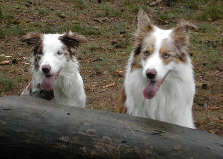 Border Collie Hunde Foto 29959 in höherer Auflösung ansehen Border Collie Dua und Baik