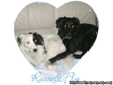 Border Collie Hunde Foto 21112 Border Collie Border-Collie Mischlinge Ricco und Fly
