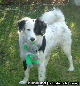 Border Collie Hunde Foto 10059 Border Collie Ricco 7 monate