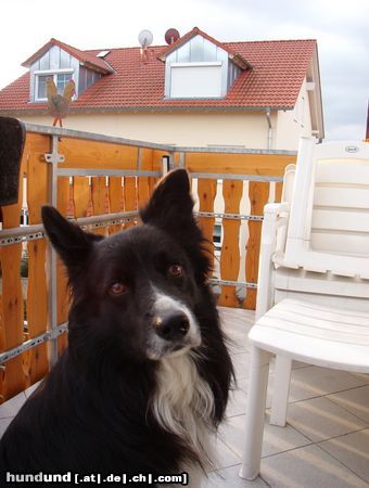 Border Collie Hunde Foto 6824 Border Collie Unser treuer Freund und Begleiter Samy 7 Jahre