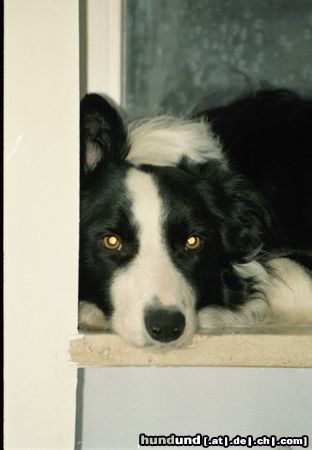 Border Collie Hunde Foto 10794 Border Collie Lauschangriff!!! Meine Gioca (2J.) auf der Fensterbank
