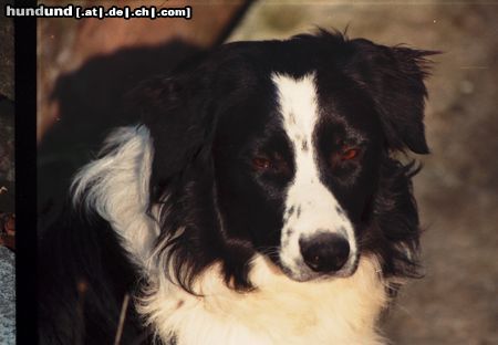 Border Collie Hunde Foto 10793 Border Collie Filou, ca.1Jahr, seit 2 Wo aus Zwingerhaft befreit!