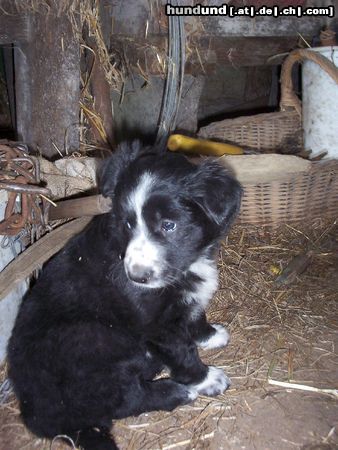 Border Collie Hunde Foto 3418 Border Collie Shila 7 Wochen alt